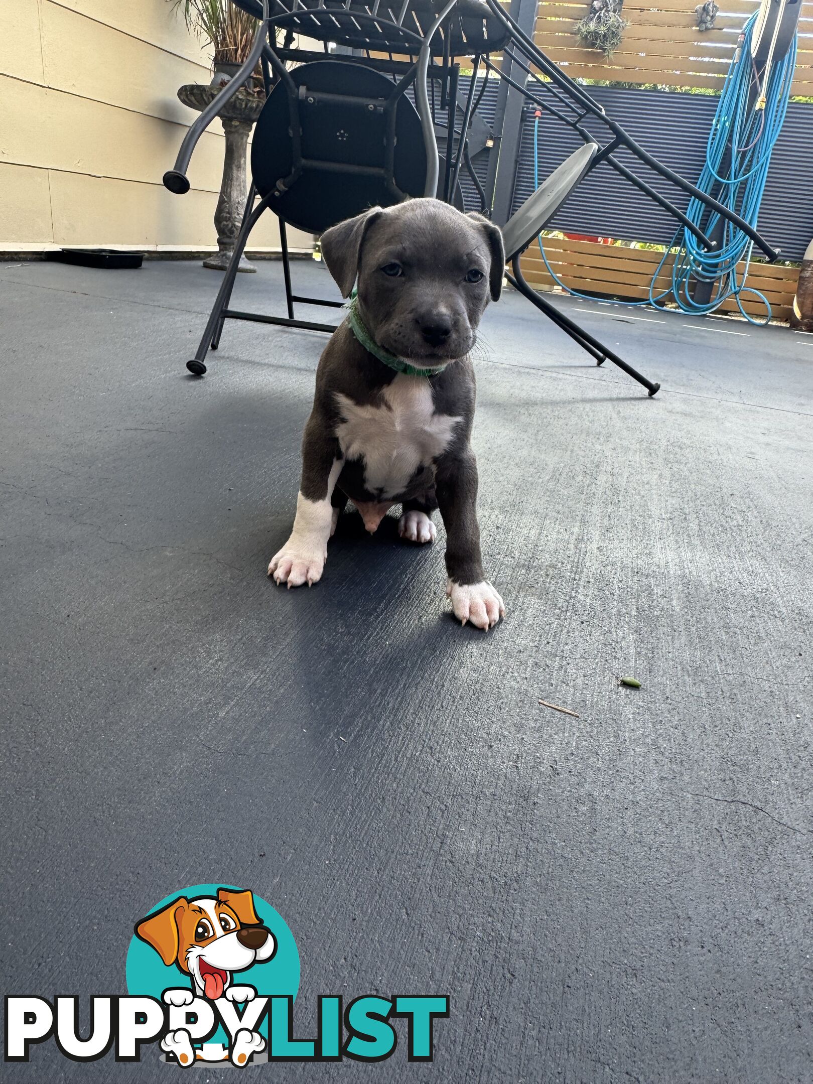 Blue American Staffordshire Bull Terrier pups for sale