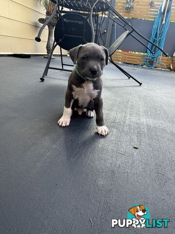 Blue American Staffordshire Bull Terrier pups for sale