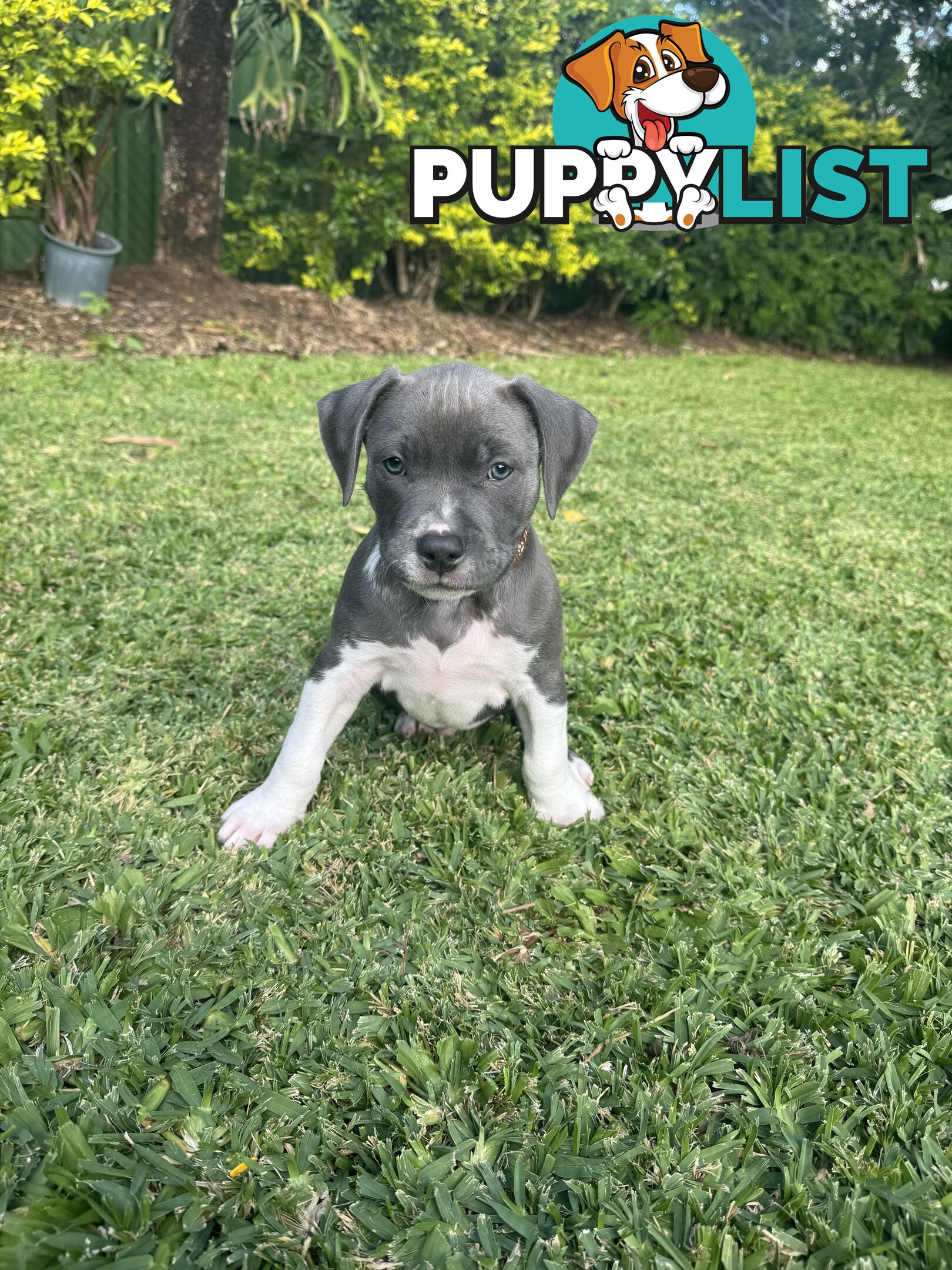 Blue American Staffordshire Bull Terrier pups for sale