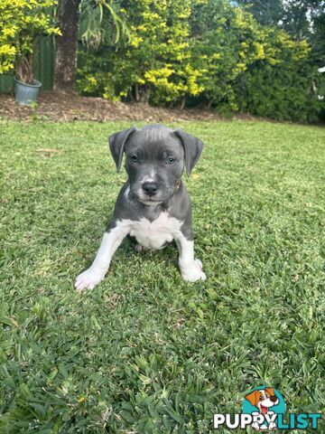 Blue American Staffordshire Bull Terrier pups for sale