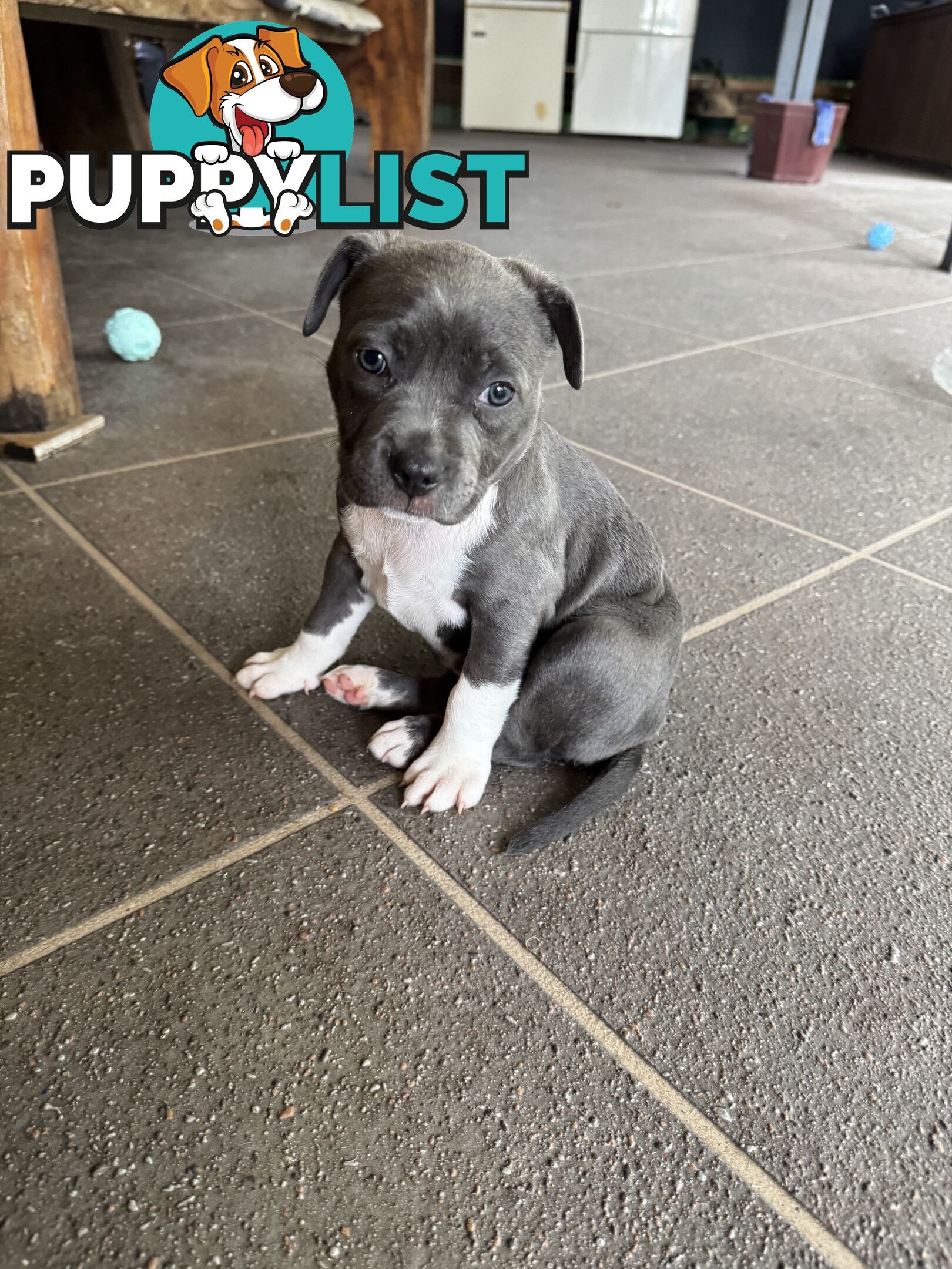 Blue American Staffordshire Bull Terrier pups for sale