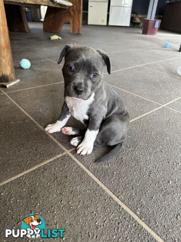 Blue American Staffordshire Bull Terrier pups for sale