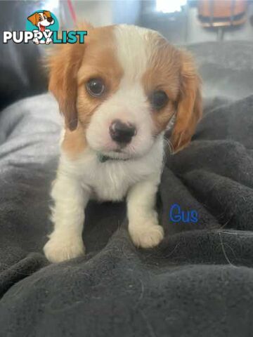 Gorgeous Purebred Cavalier King Charles Puppies