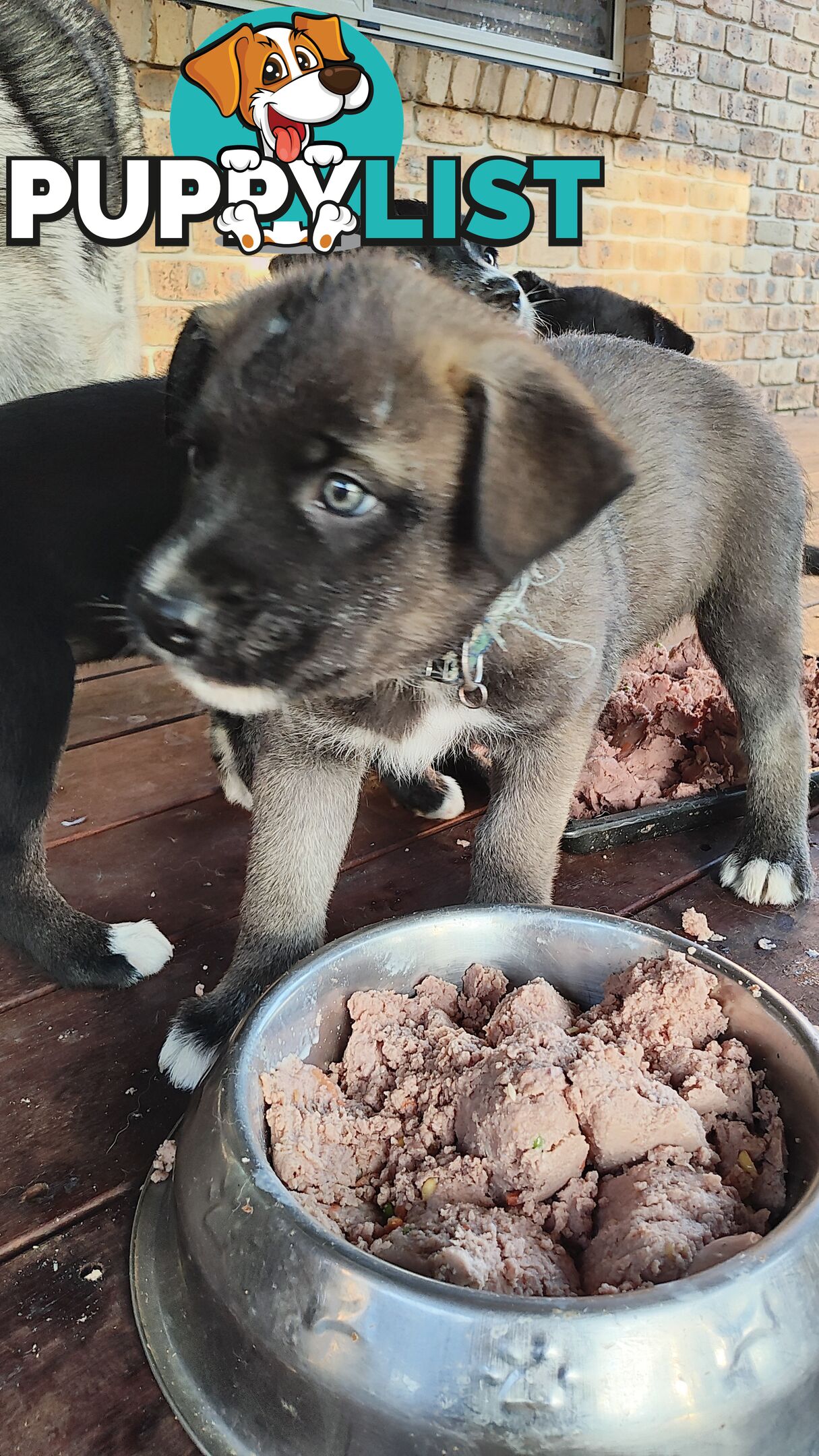 X Alaskan malamute puppies still available