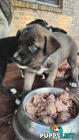 X Alaskan malamute puppies still available