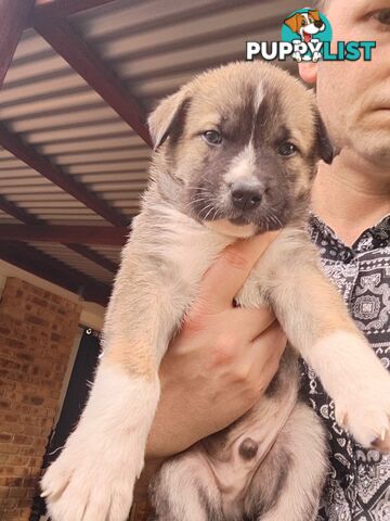 X Alaskan malamute puppies still available