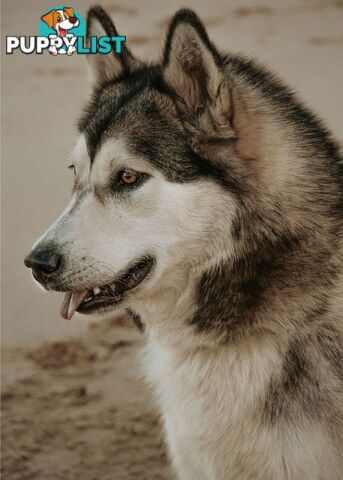 X Alaskan malamute puppies still available