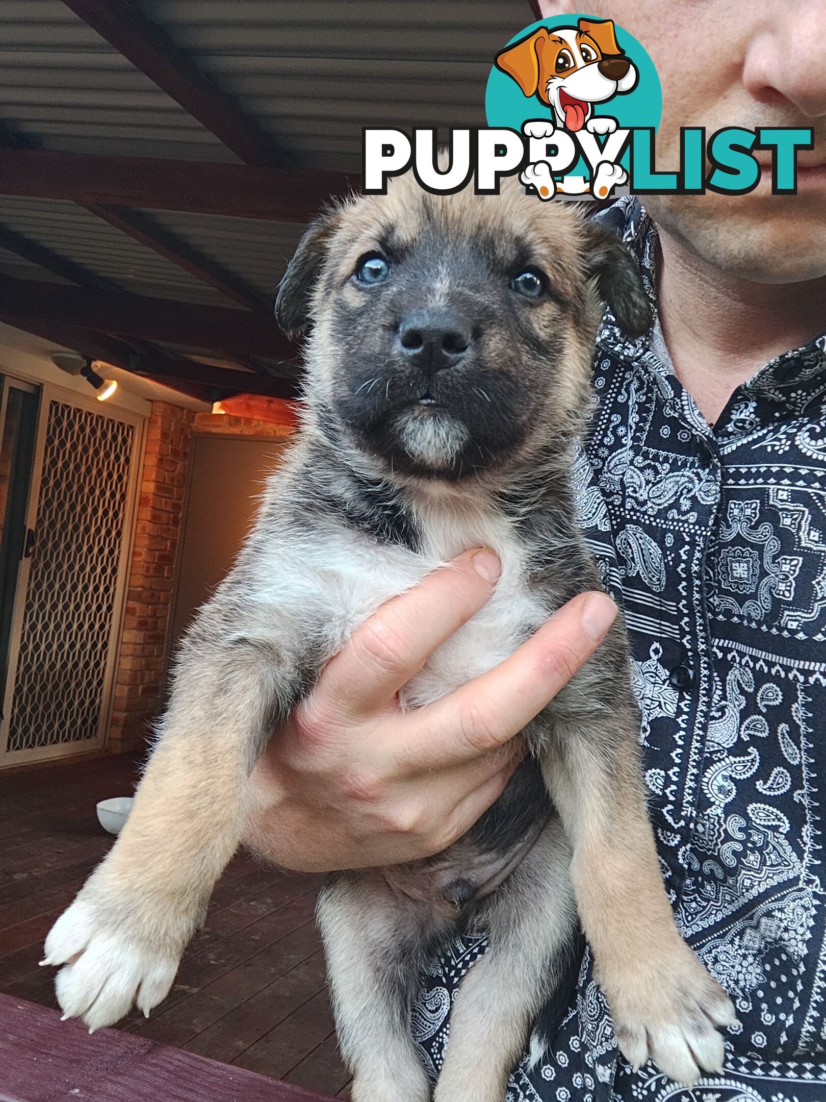 X Alaskan malamute puppies still available