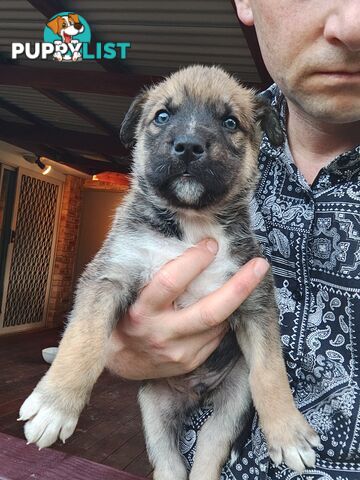 X Alaskan malamute puppies still available