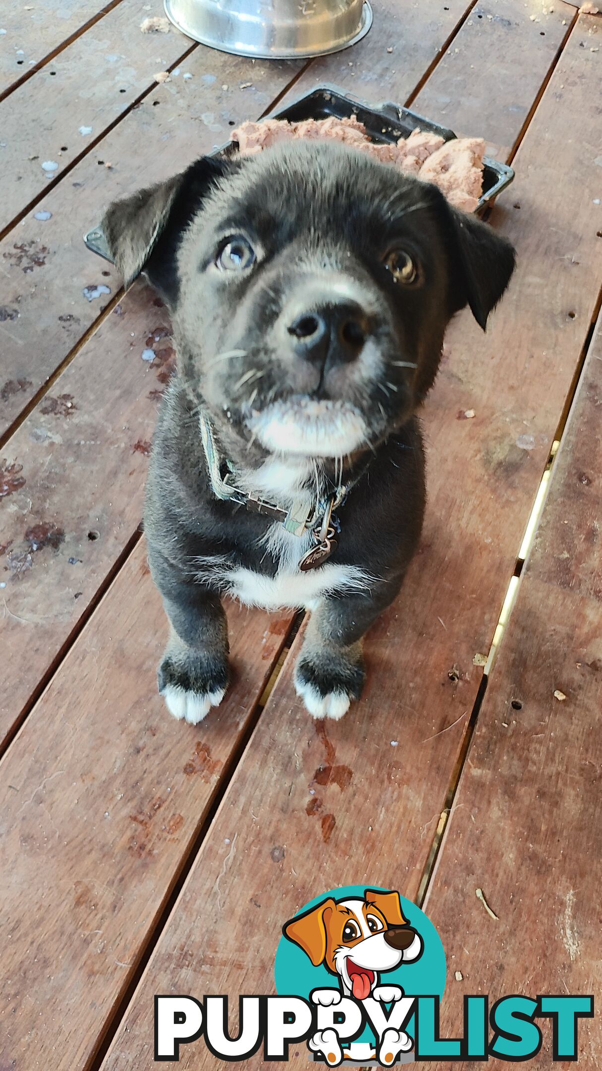 X Alaskan malamute puppies still available