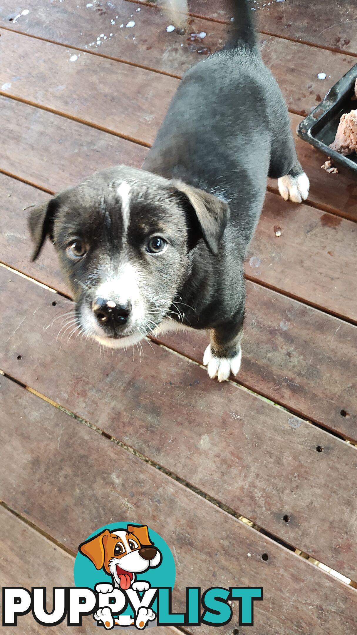 X Alaskan malamute puppies still available