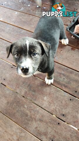 X Alaskan malamute puppies still available