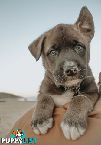 X Alaskan malamute puppies still available