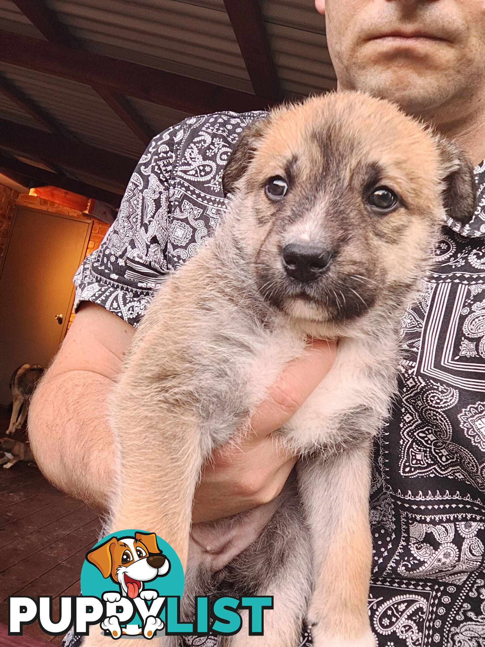 X Alaskan malamute puppies still available