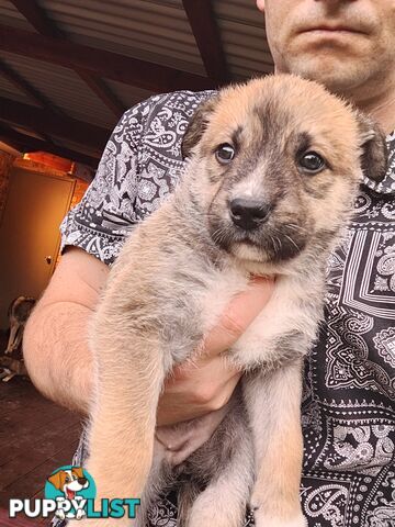 X Alaskan malamute puppies still available