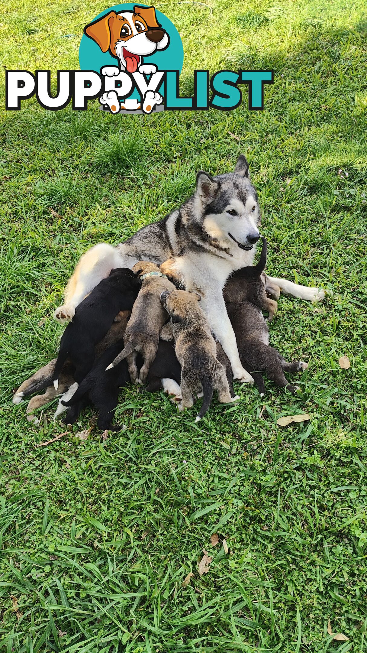 X Alaskan malamute puppies still available