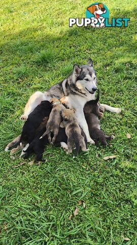 X Alaskan malamute puppies still available