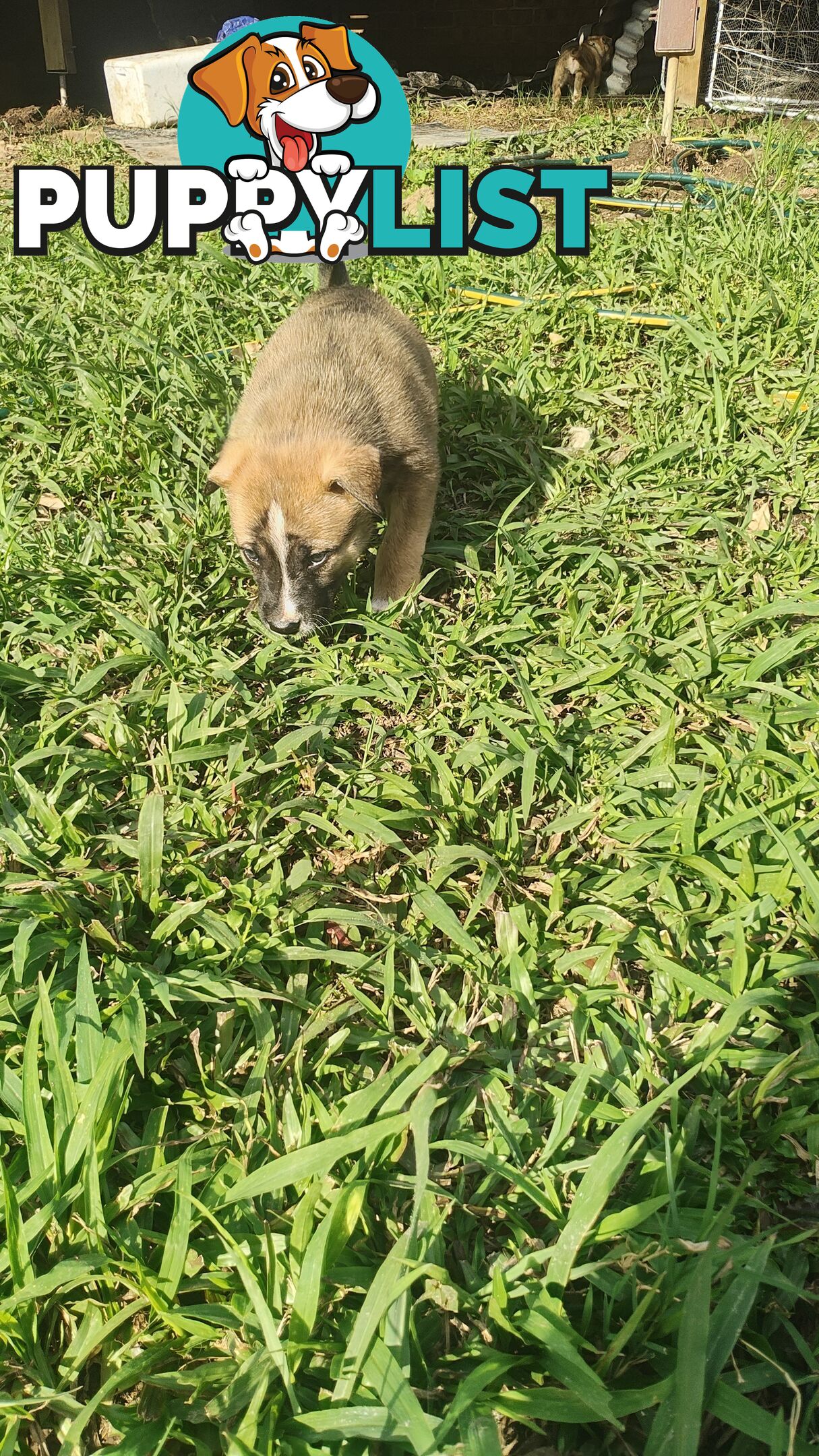 X Alaskan malamute puppies still available