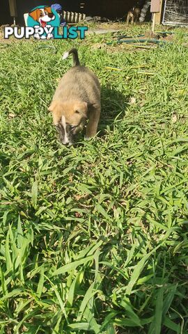 X Alaskan malamute puppies still available