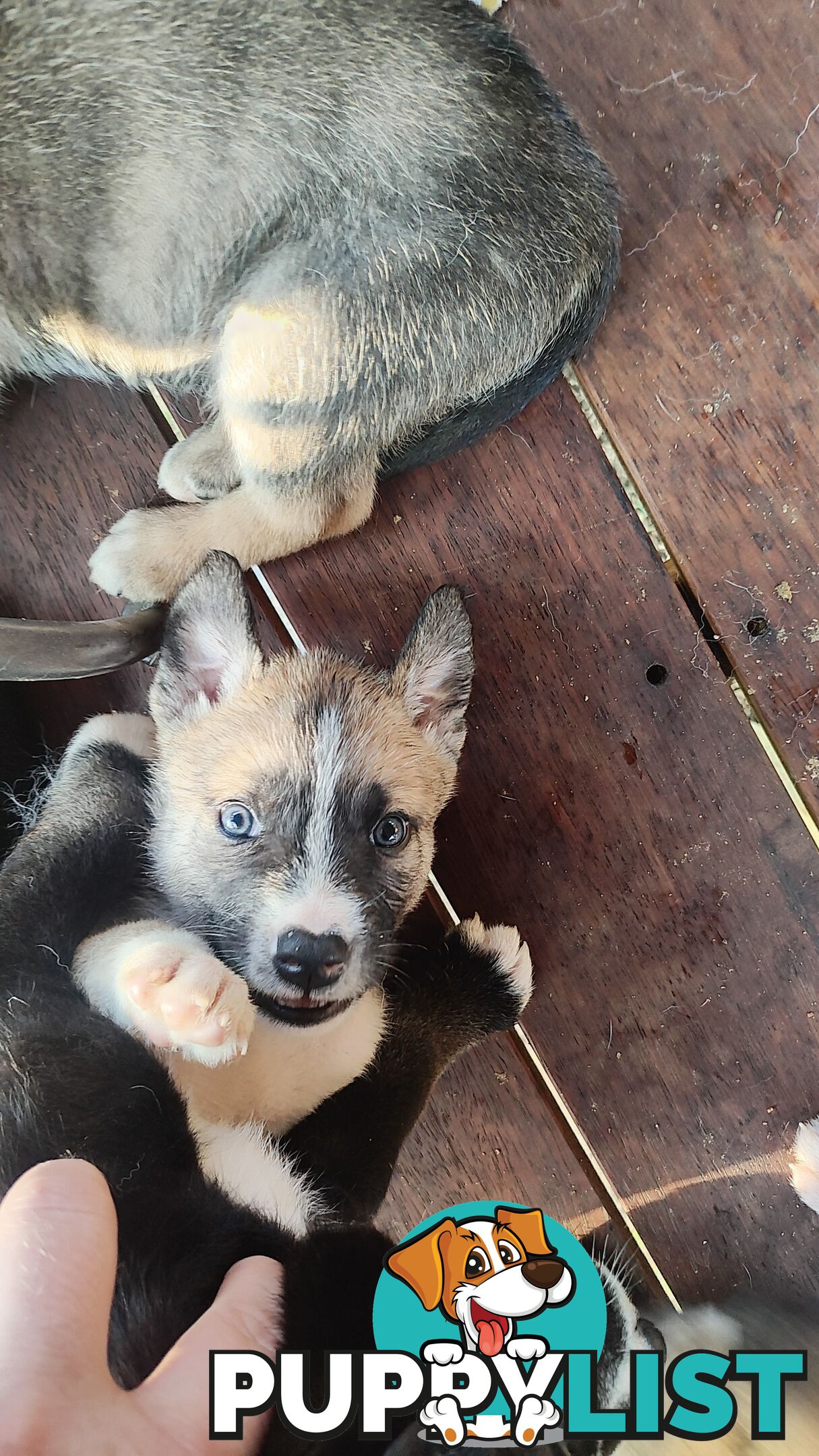 X Alaskan malamute puppies still available