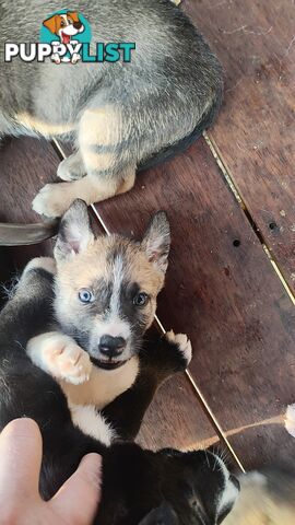 X Alaskan malamute puppies still available