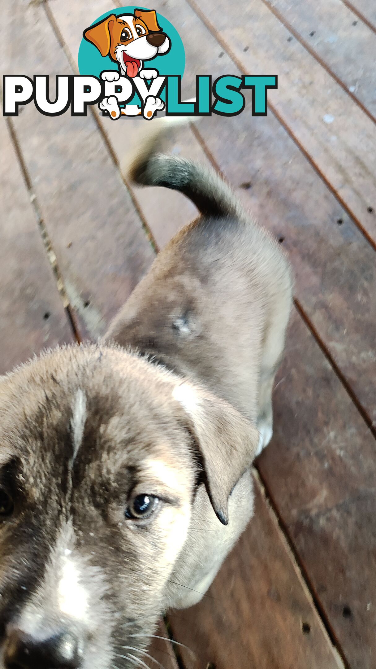 X Alaskan malamute puppies still available