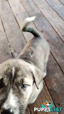 X Alaskan malamute puppies still available