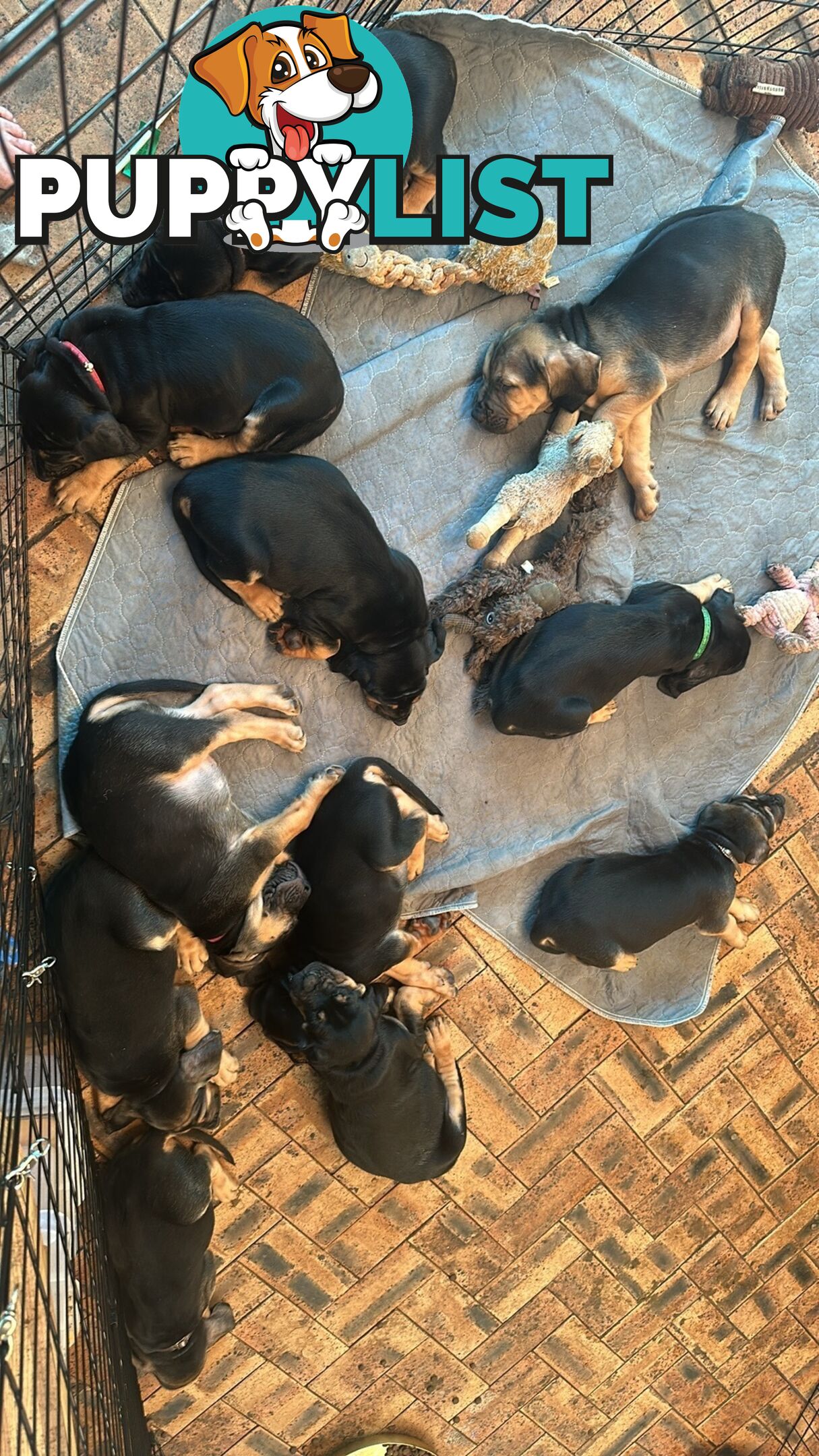 Rare pure Bloodhound puppies