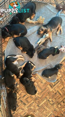 Rare pure Bloodhound puppies