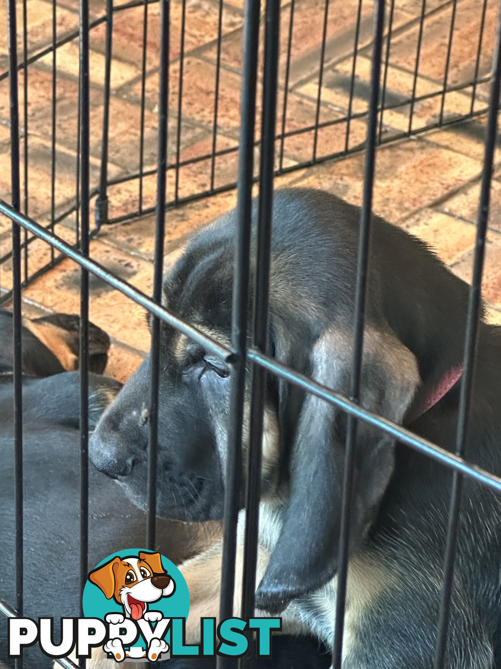 Rare pure Bloodhound puppies