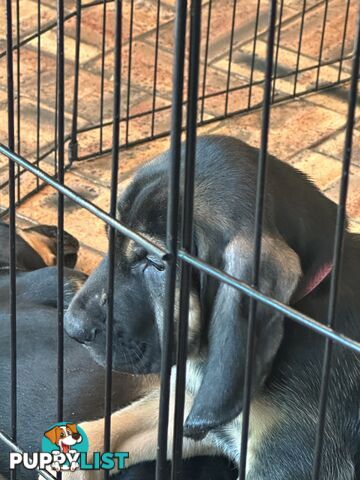 Rare pure Bloodhound puppies