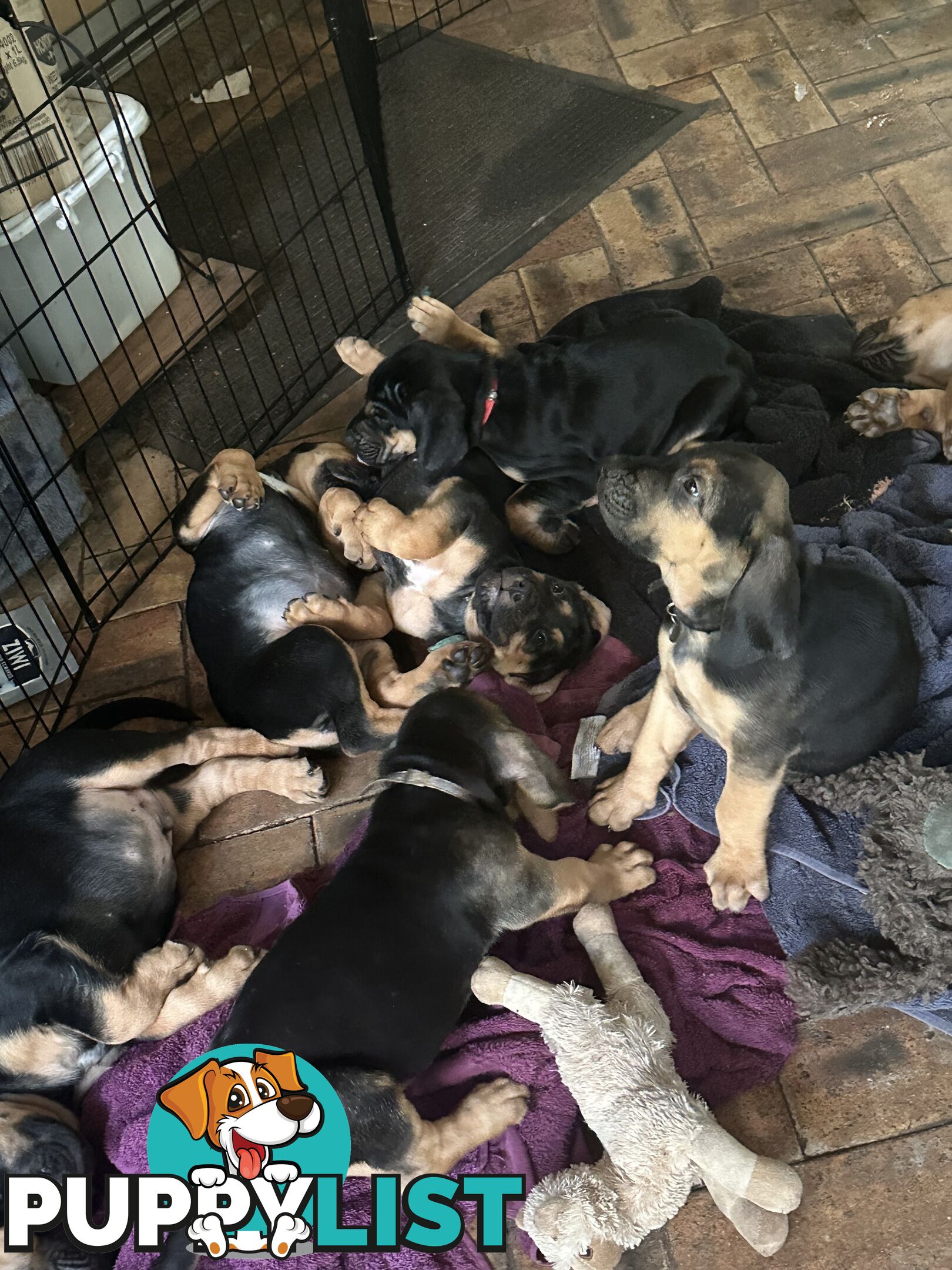 Rare pure Bloodhound puppies