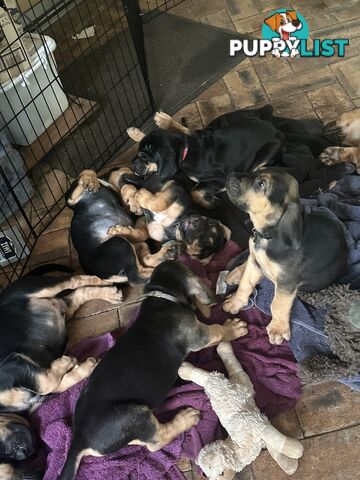 Rare pure Bloodhound puppies