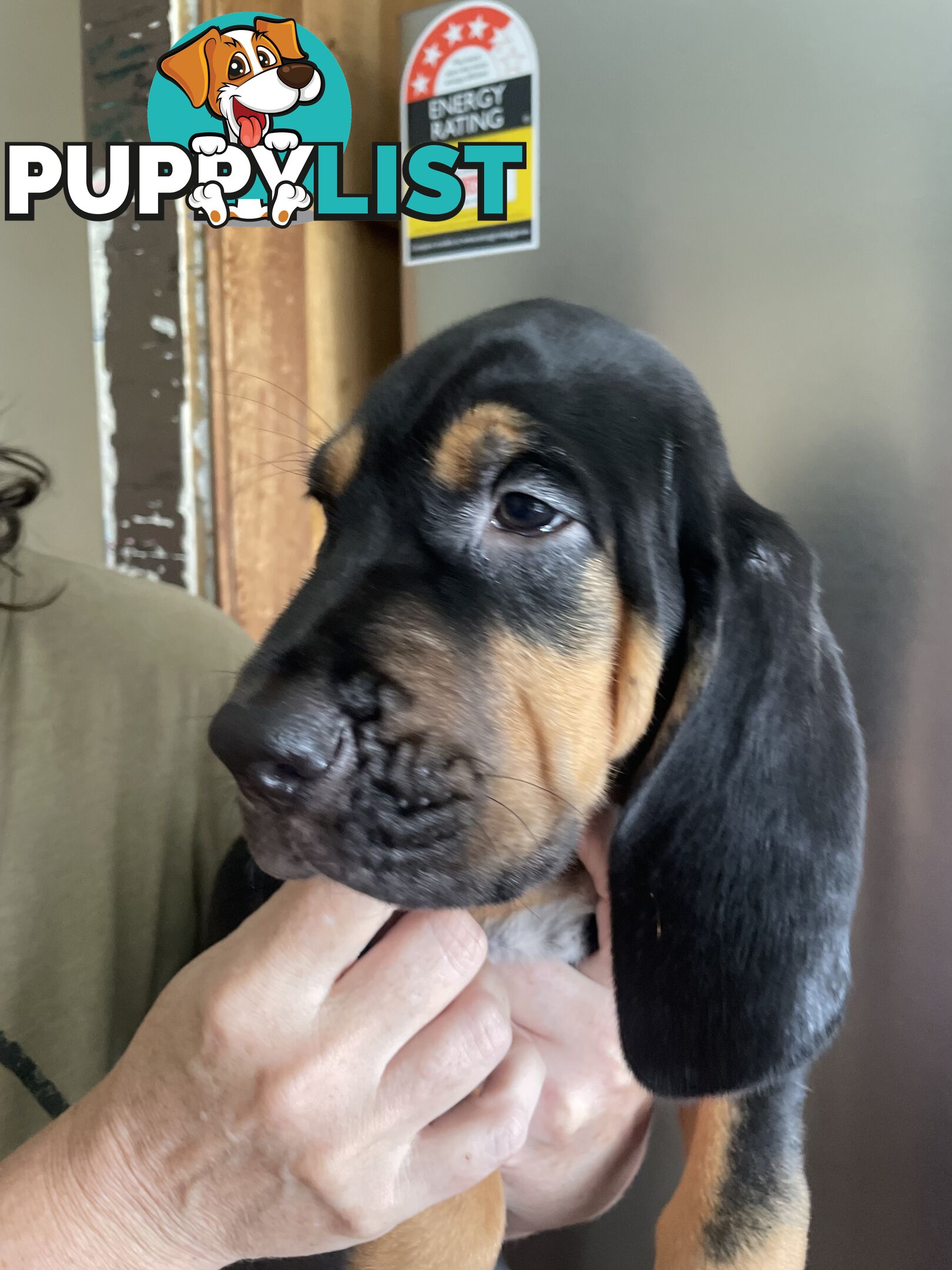 Rare pure Bloodhound puppies