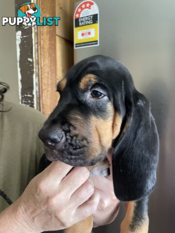 Rare pure Bloodhound puppies