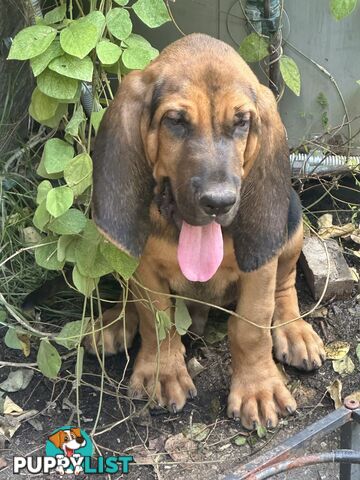 Rare pure Bloodhound puppies