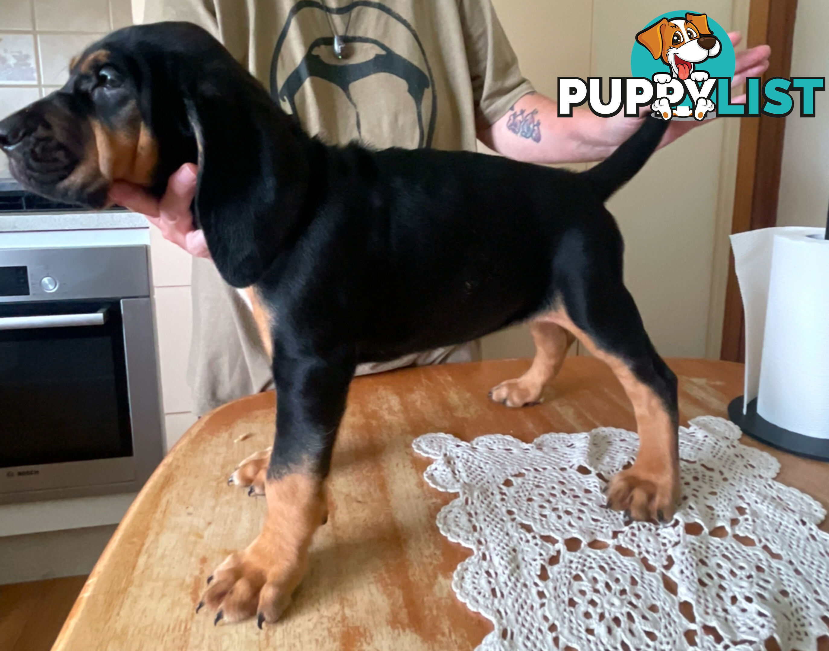 Rare pure Bloodhound puppies