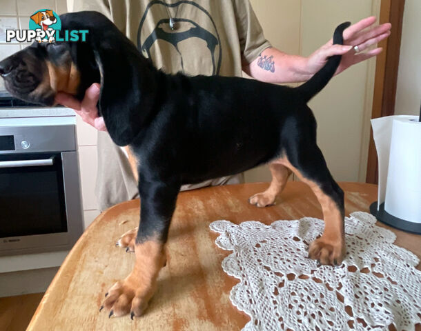 Rare pure Bloodhound puppies