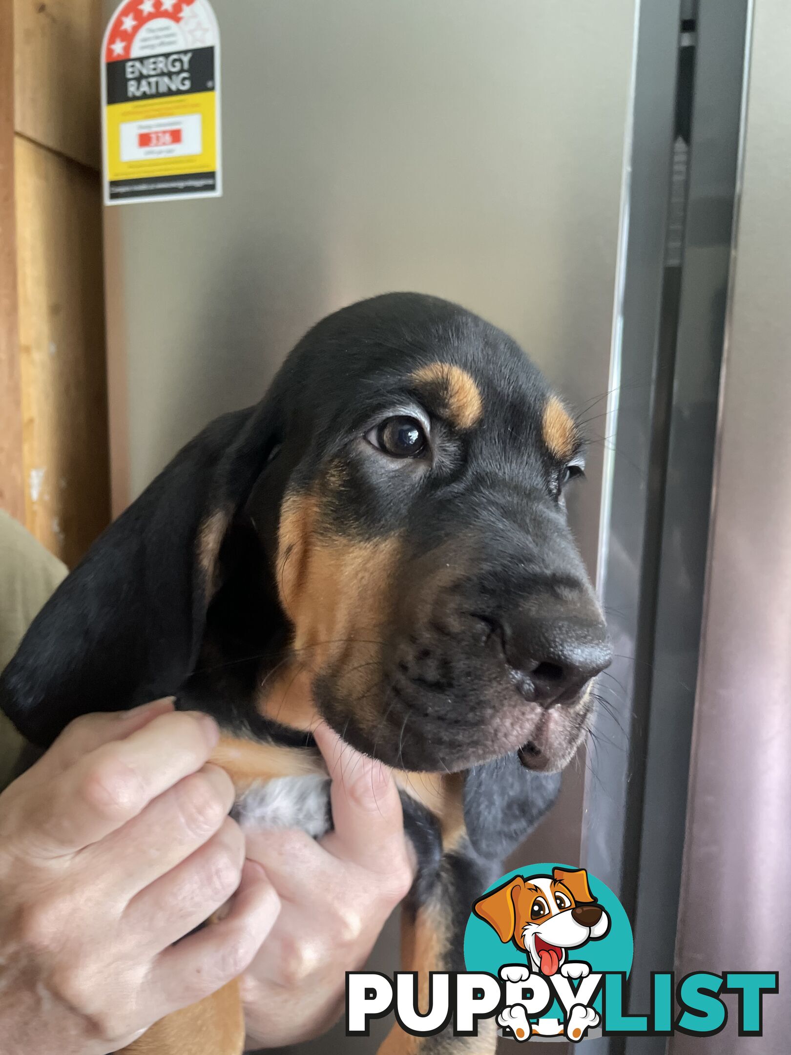 Rare pure Bloodhound puppies