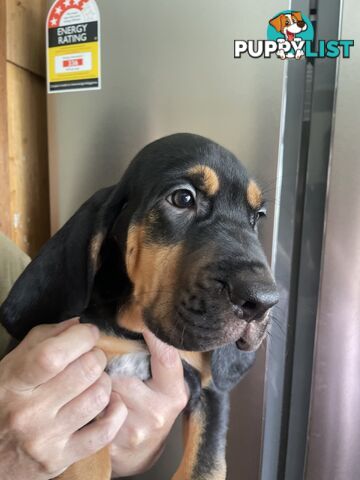 Rare pure Bloodhound puppies