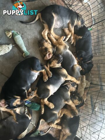 Rare pure Bloodhound puppies