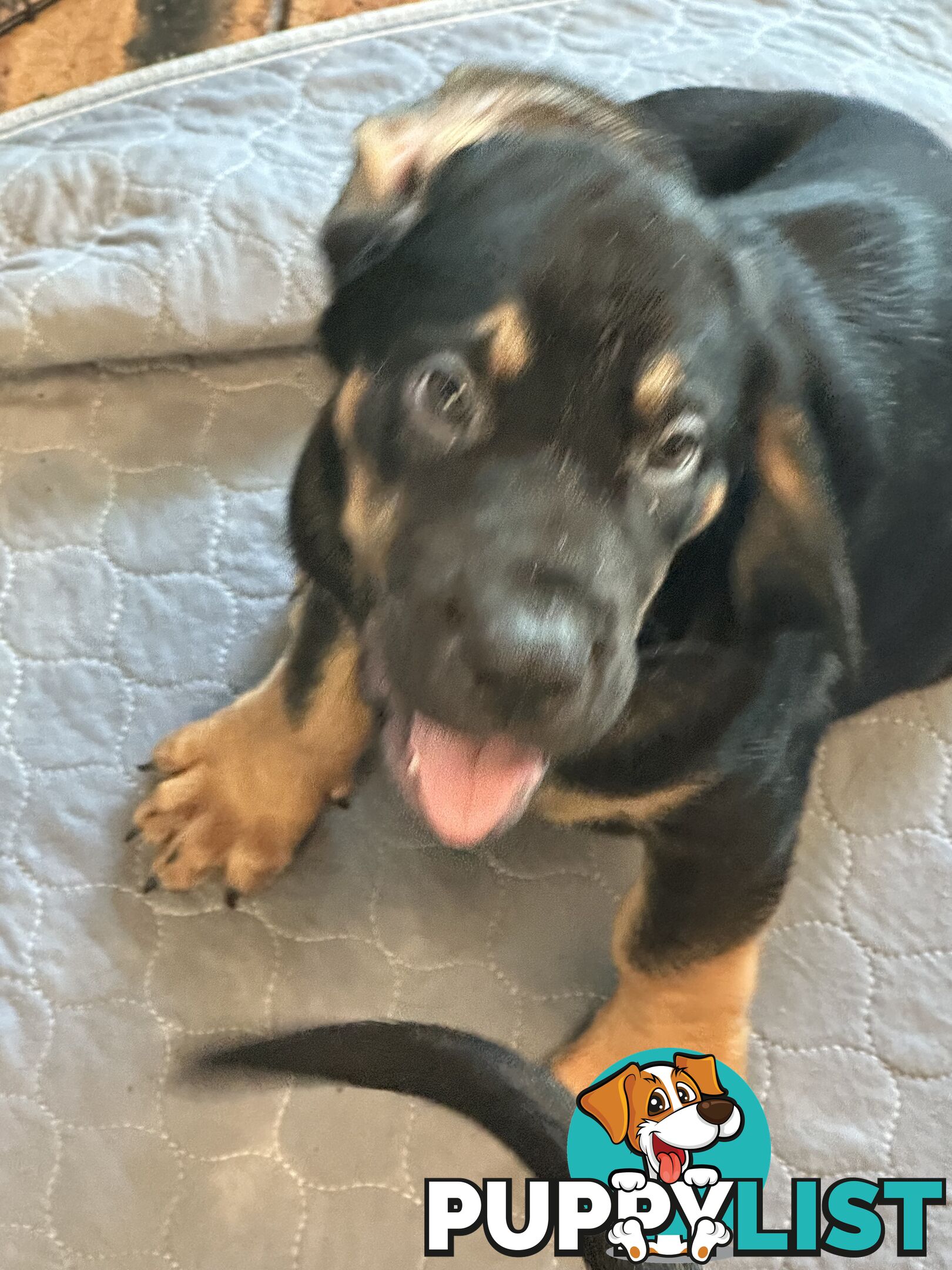 Rare pure Bloodhound puppies