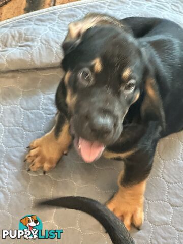 Rare pure Bloodhound puppies