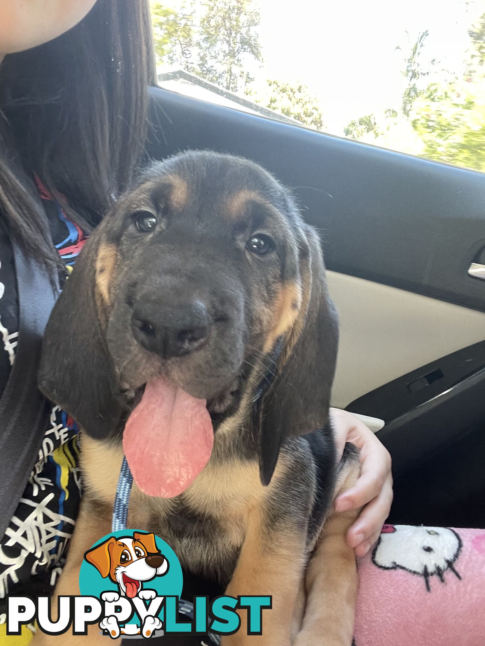 Rare pure Bloodhound puppies