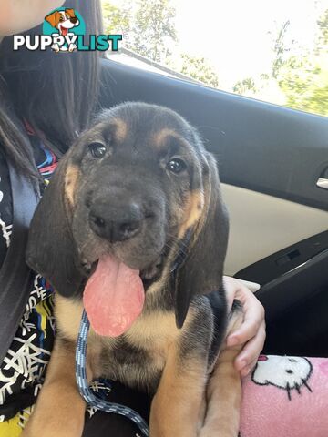 Rare pure Bloodhound puppies