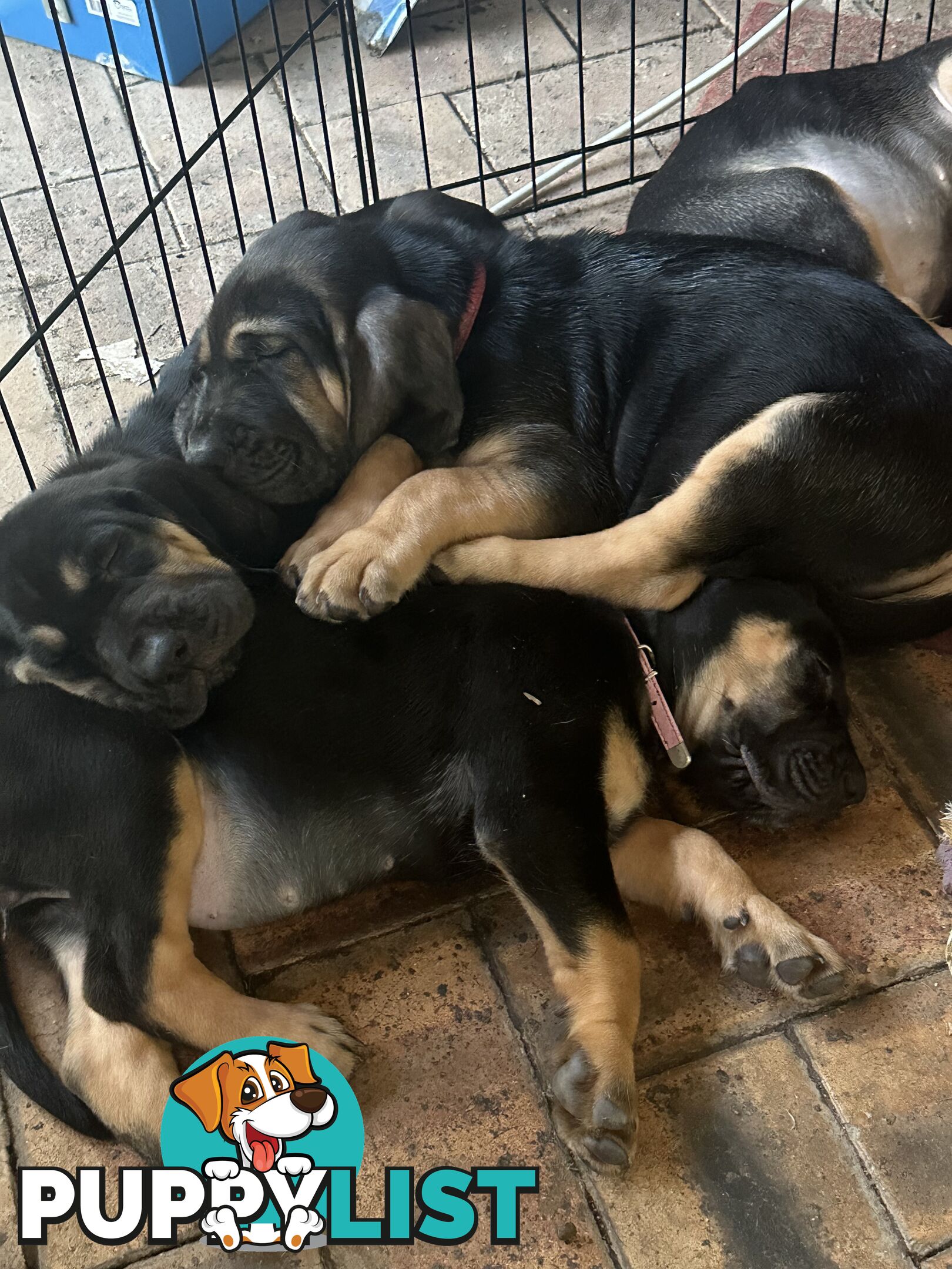 Rare pure Bloodhound puppies