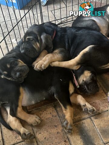 Rare pure Bloodhound puppies