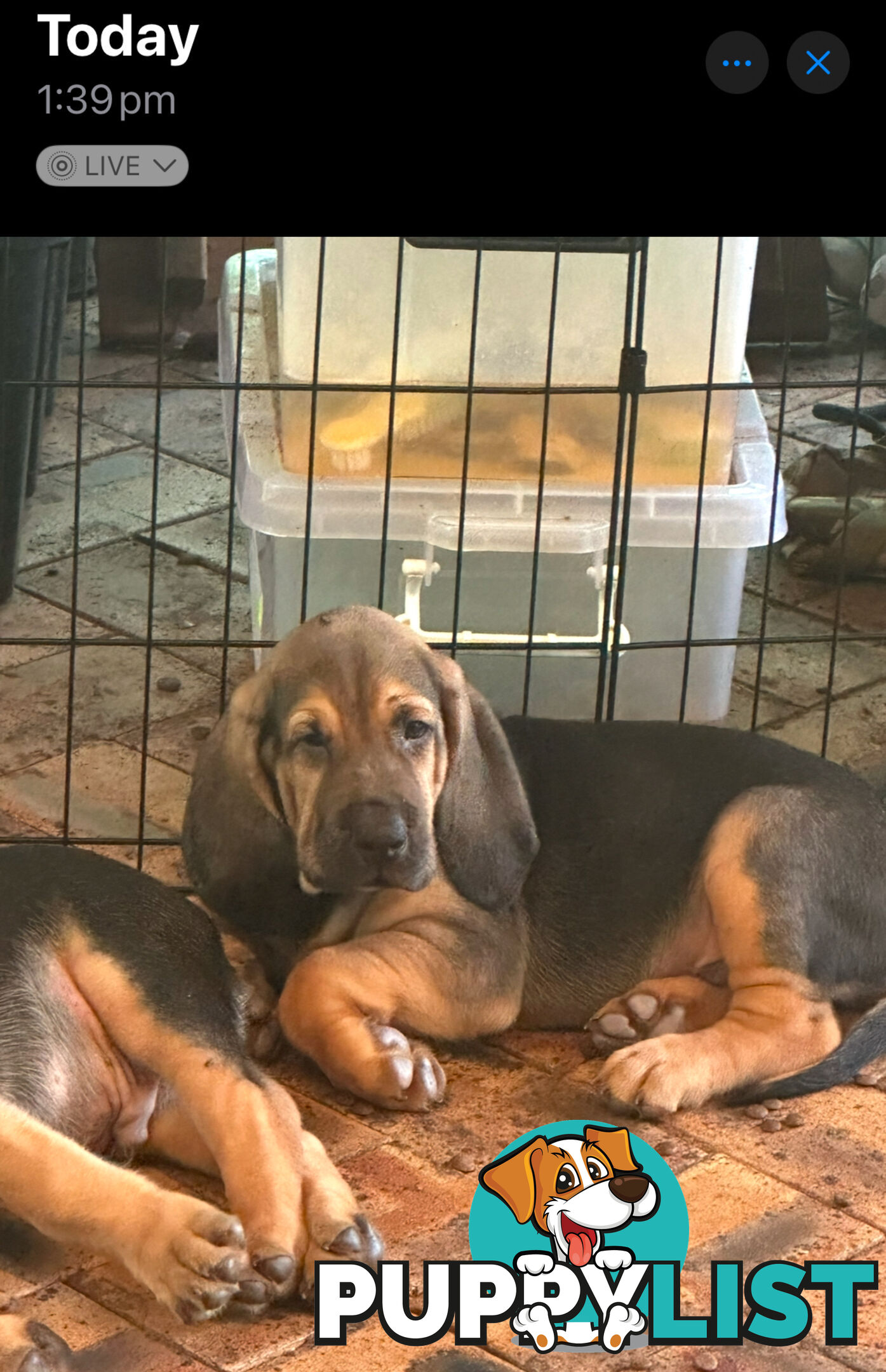 Rare pure Bloodhound puppies