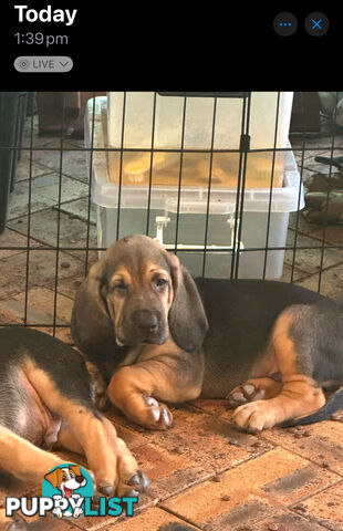 Rare pure Bloodhound puppies