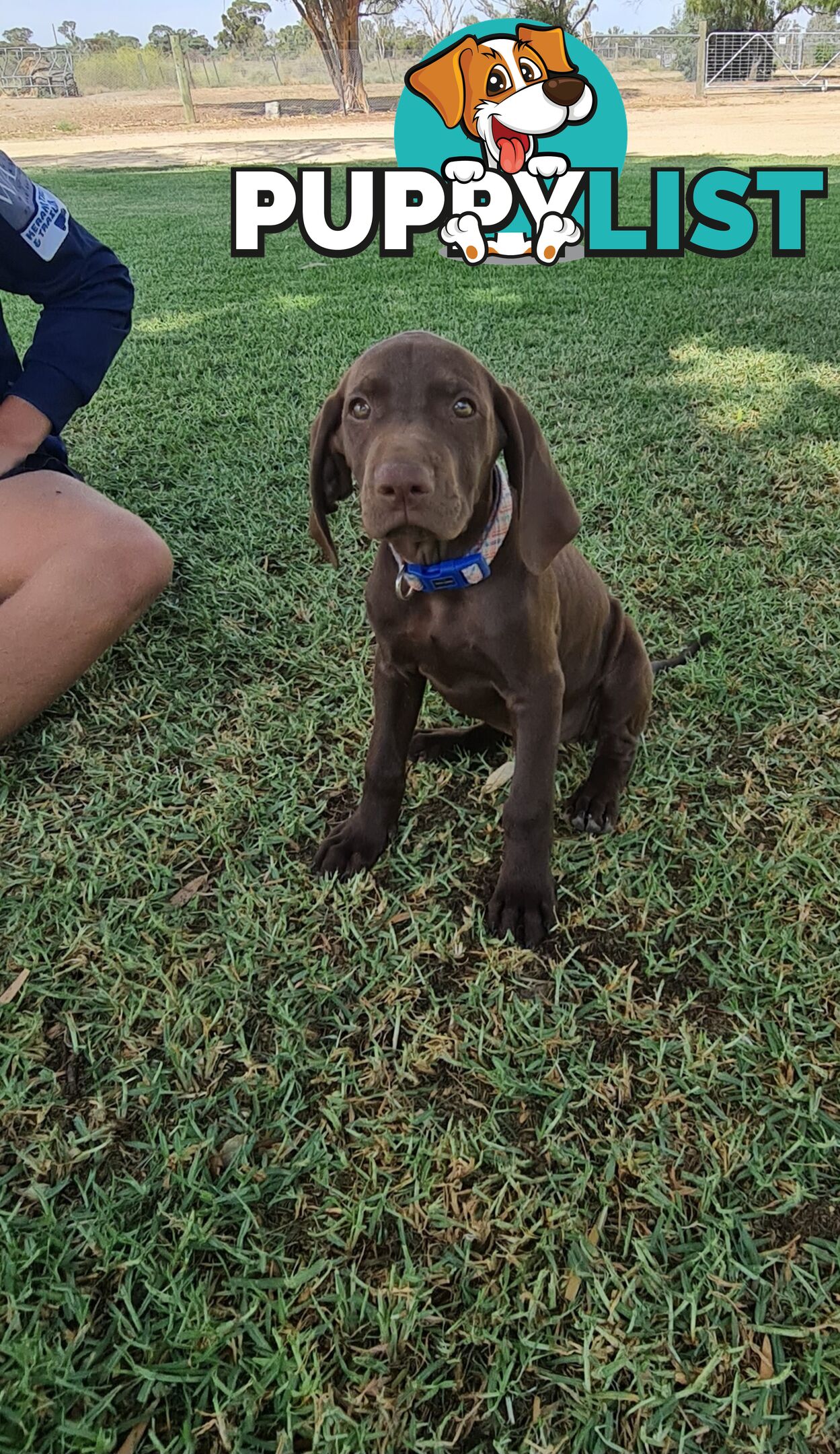 German short haired pointers needing their forever homes